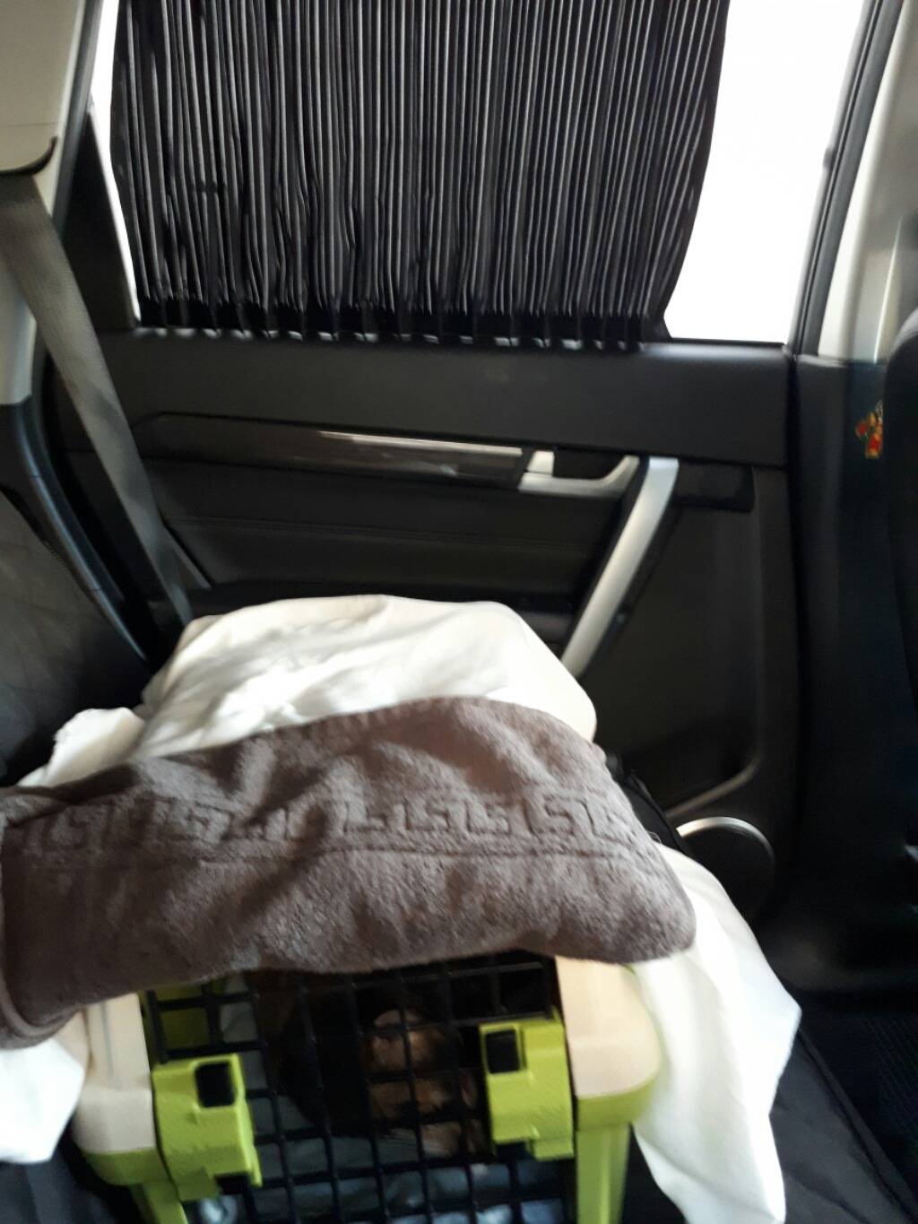 구내염으로 고통스러워 하는 고양이를 도와주세요!!ㅠㅠ +추가 +내역추가 (마지막 끌올!!) | 인스티즈