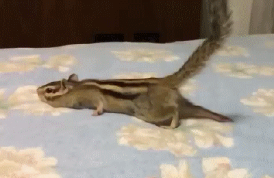 사나운 맹수들의 포효 | 인스티즈