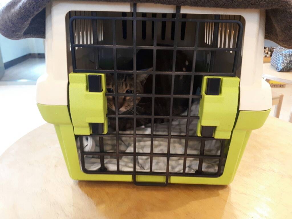 구내염으로 고통스러워 하는 고양이를 도와주세요!!ㅠㅠ +추가 +내역추가 (마지막 끌올!!) | 인스티즈