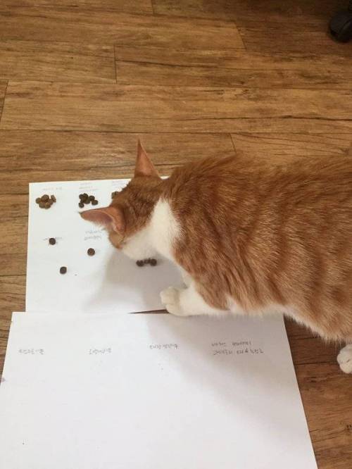 고양이 사료 선호도 조사 | 인스티즈