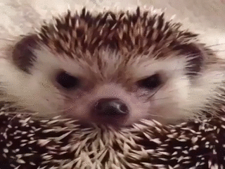 고슴도치의 귀여움에 대한 고찰.gif | 인스티즈