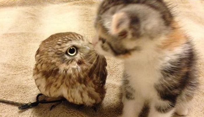 고양이를 만난 올빼미 | 인스티즈