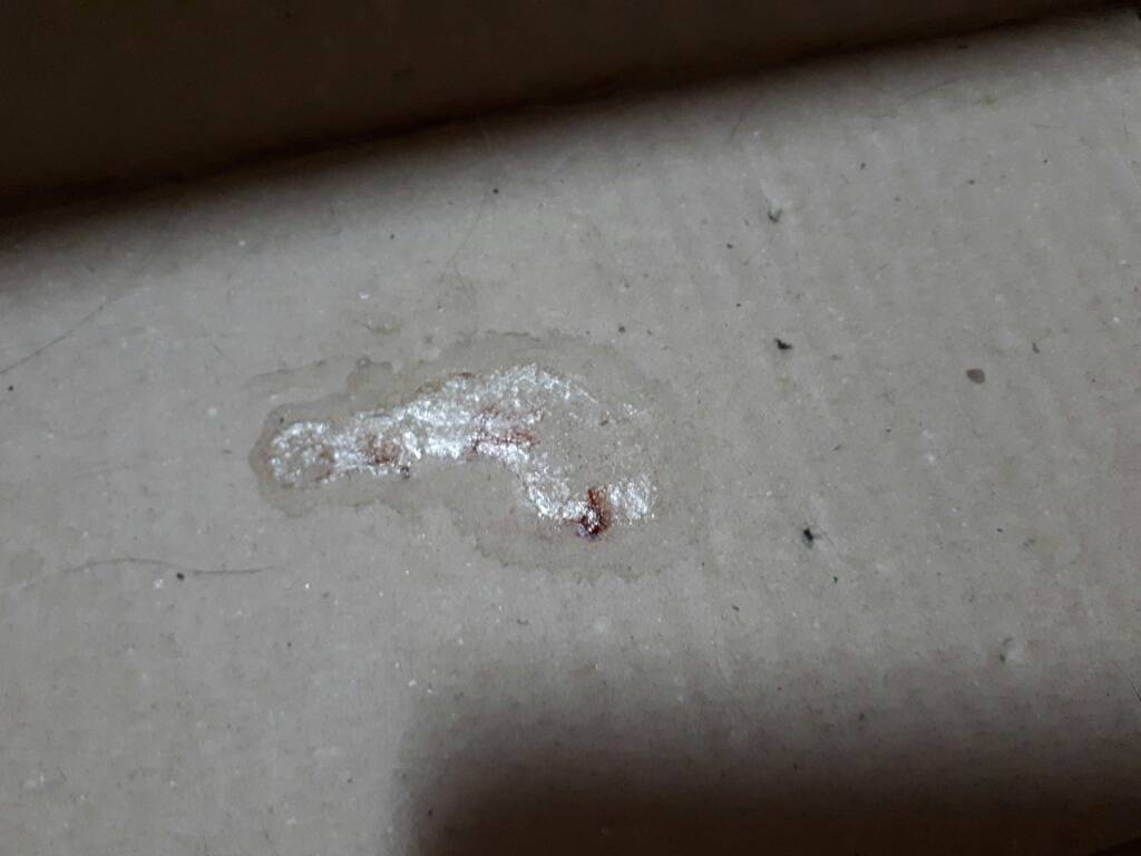 구내염으로 고통스러워 하는 고양이를 도와주세요!!ㅠㅠ +추가 +내역추가 (마지막 끌올!!) | 인스티즈