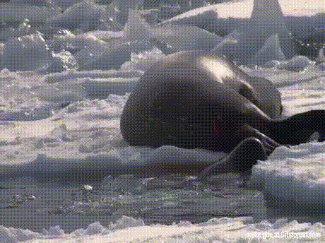 조용히 먹이를 데리고 가는 범고래.gif | 인스티즈