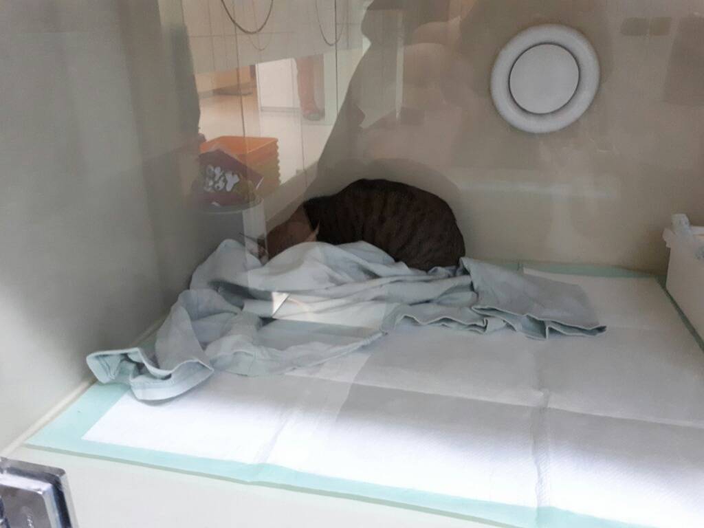 구내염으로 고통스러워 하는 고양이를 도와주세요!!ㅠㅠ +추가 +내역추가 (마지막 끌올!!) | 인스티즈