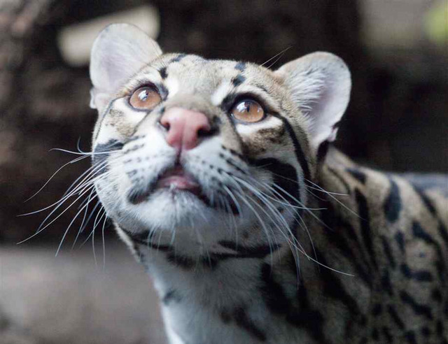 야생 고양이라고 하는데 맹수과로 지정되서 못키운다는 오셀롯 | 인스티즈