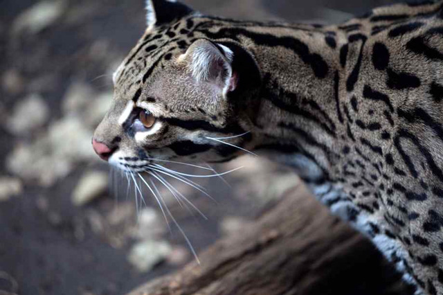 야생 고양이라고 하는데 맹수과로 지정되서 못키운다는 오셀롯 | 인스티즈