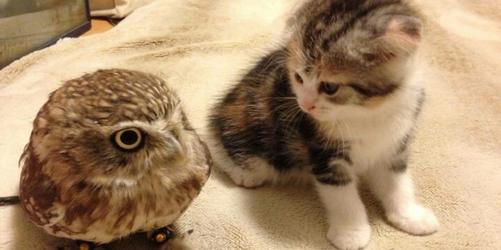 고양이를 만난 올빼미 | 인스티즈