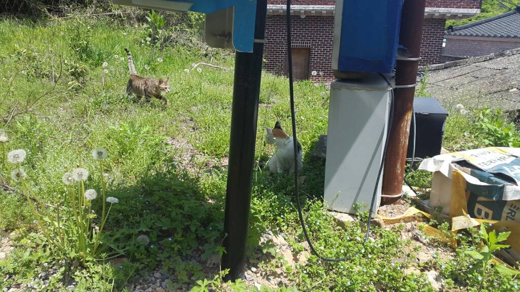 구내염으로 고통스러워 하는 고양이를 도와주세요!!ㅠㅠ +추가 +내역추가 (마지막 끌올!!) | 인스티즈