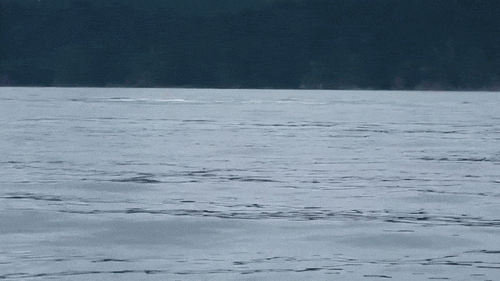 무시무시한 혹등고래 브리칭.gif | 인스티즈