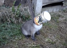 아기여우 구조.gif | 인스티즈