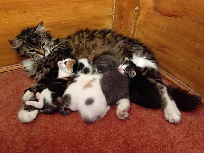 추운 겨울 길냥이가 새끼들을 데리고 피난 간 곳은? | 인스티즈