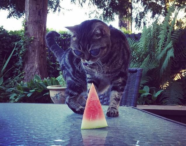 희귀병에 걸려 외계인처럼 변한 고양이(사람에 따라 무서움 주의) | 인스티즈