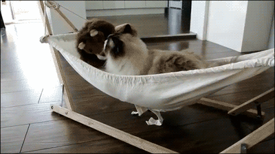 해먹을 선물받은 고양이 | 인스티즈