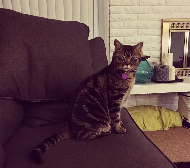 희귀병에 걸려 외계인처럼 변한 고양이(사람에 따라 무서움 주의) | 인스티즈