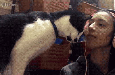 주인과 교감하는 고양이 .GIF | 인스티즈