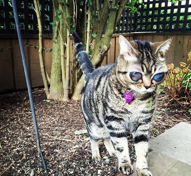 희귀병에 걸려 외계인처럼 변한 고양이(사람에 따라 무서움 주의) | 인스티즈