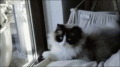 해먹을 선물받은 고양이 | 인스티즈