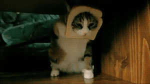 머리가 끼었다냥...!! | 인스티즈