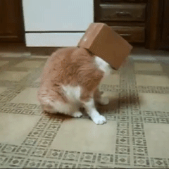 머리가 끼었다냥...!! | 인스티즈