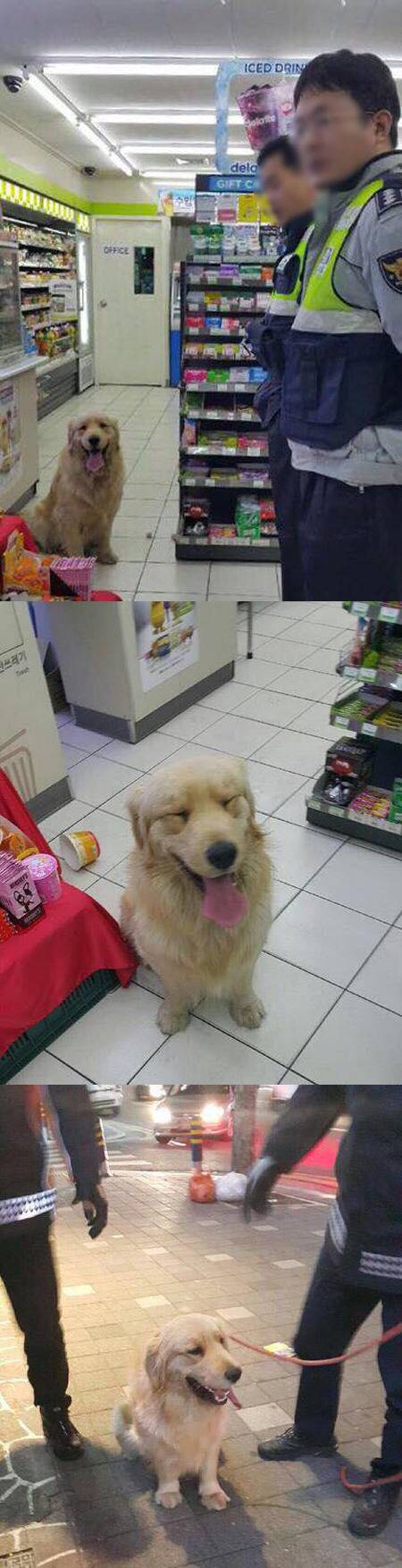 가출 리트리버에 겁먹은 편의점 업주..경찰에 SOS 요청 | 인스티즈