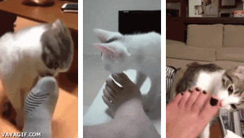 고장난 고양이 모음 | 인스티즈