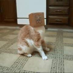 머리가 끼었다냥...!! | 인스티즈