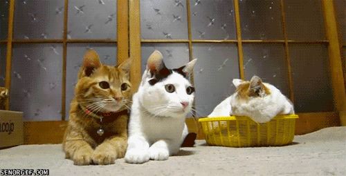 심장을 노리는 흉폭한 녀석들 | 인스티즈