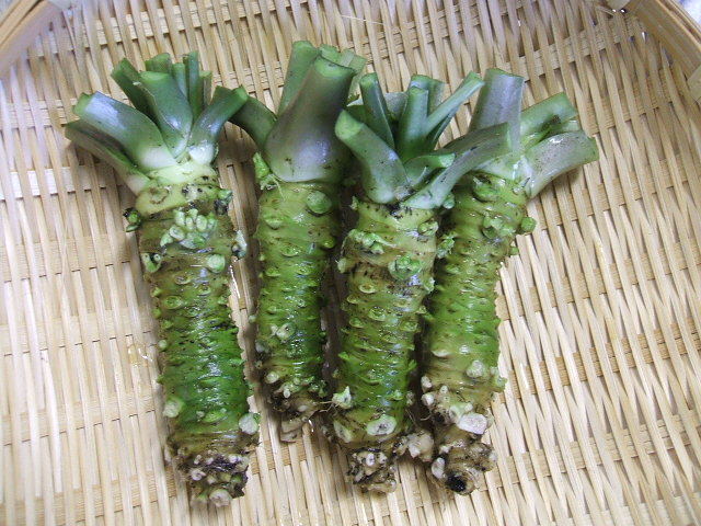 모르는 사람 많은 와사비 실제모습 | 인스티즈