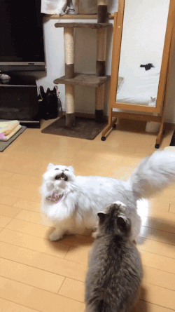 비누방울이 신기한 냥이.gif | 인스티즈