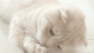 짱덕미 터지는 시아준수 고양이.jpg | 인스티즈