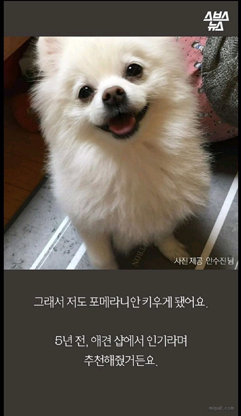 우리나라 강아지 유행 | 인스티즈