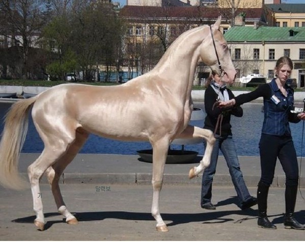 말 중에서 가장 예쁘다는 품종.jpg | 인스티즈