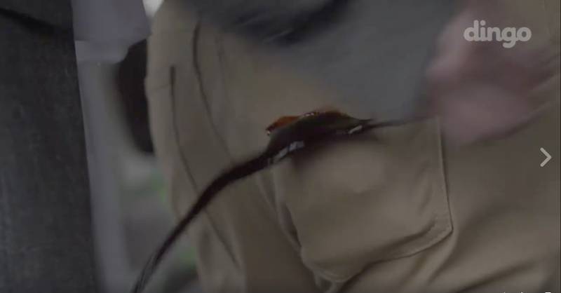 출근길 썸타다 피빨아먹는 이상한 웹무비 들고왔샤샤샤(혐오주의) | 인스티즈