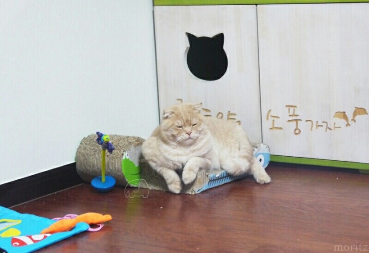 짱덕미 터지는 시아준수 고양이.jpg | 인스티즈