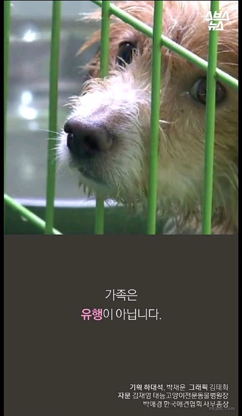 우리나라 강아지 유행 | 인스티즈