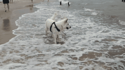 파도와 맞서싸우는 용맹한 개 | 인스티즈