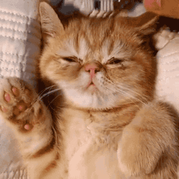 기분이.....기분이...좋다냥......♥ | 인스티즈