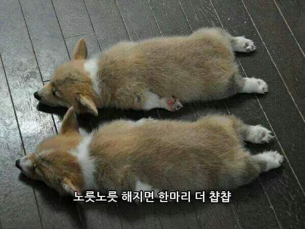 웰시코기 굽기.JPG | 인스티즈