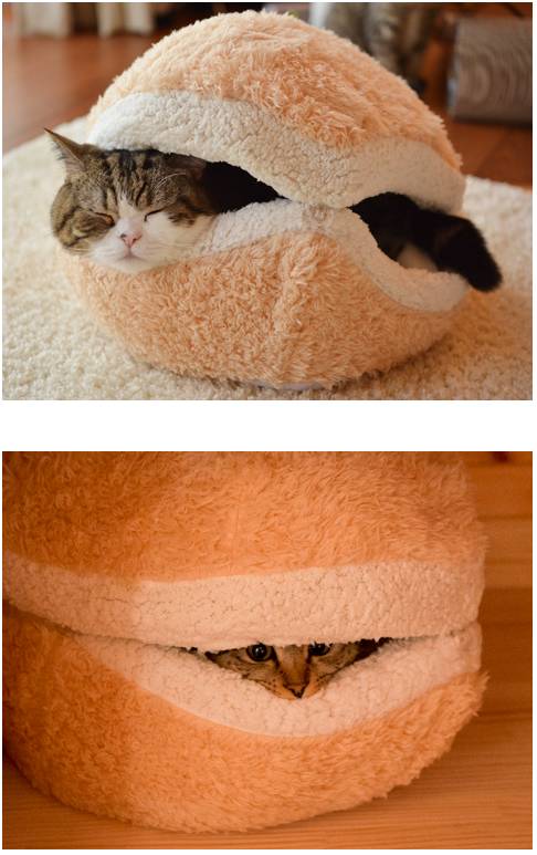 고양이버거 | 인스티즈