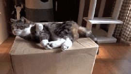 고양이 액체설의 증거들.gif | 인스티즈