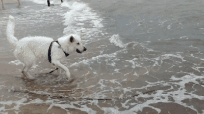 파도와 맞서싸우는 용맹한 개 | 인스티즈