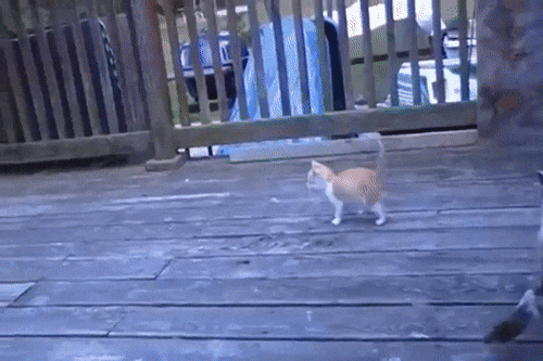 새끼 냥이가 좋아하는 새.gif | 인스티즈