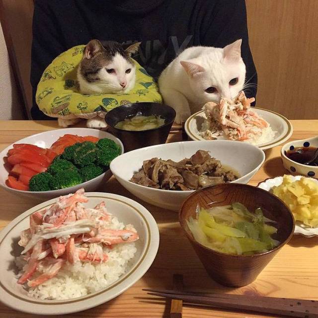 먹고싶다냥 | 인스티즈