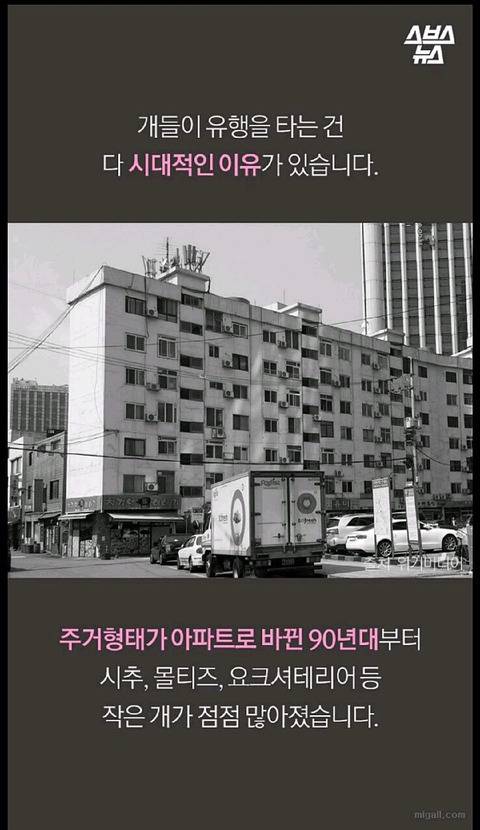 우리나라 강아지 유행 | 인스티즈