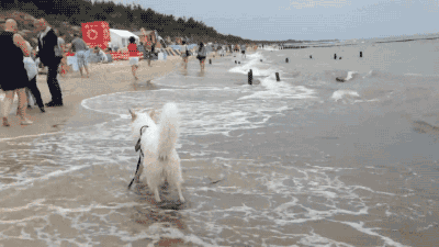 파도와 맞서싸우는 용맹한 개 | 인스티즈