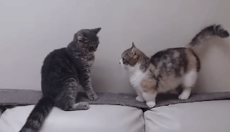 쟈꼬 귀여운 동물들.. | 인스티즈