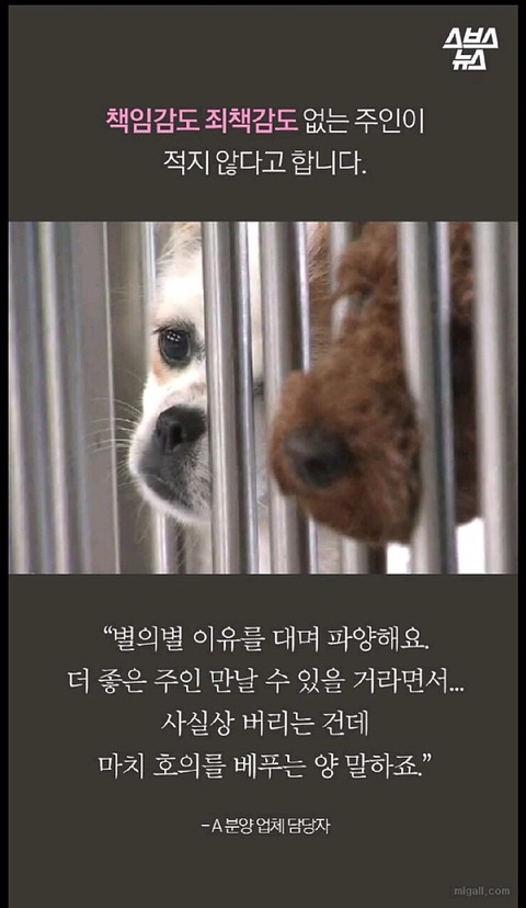 우리나라 강아지 유행 | 인스티즈