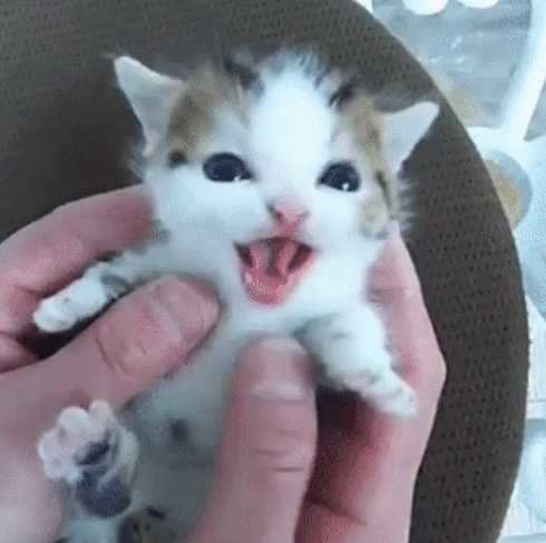 쟈꼬 귀여운 동물들.. | 인스티즈