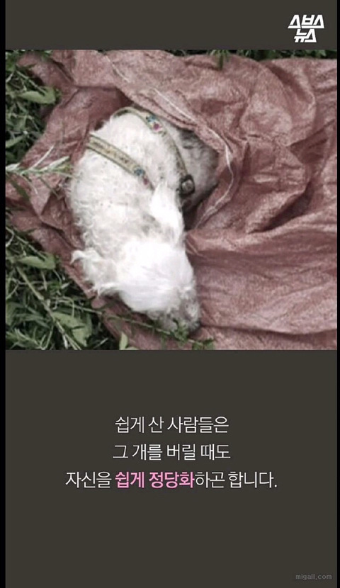 우리나라 강아지 유행 | 인스티즈